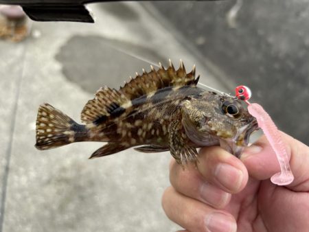 今年初の小オオモン