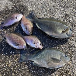 グレと大サバ狙い