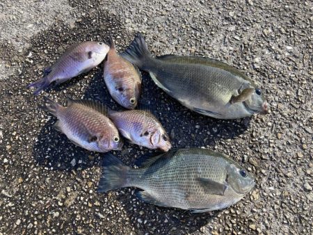 グレと大サバ狙い