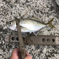 雨の日でもアジング