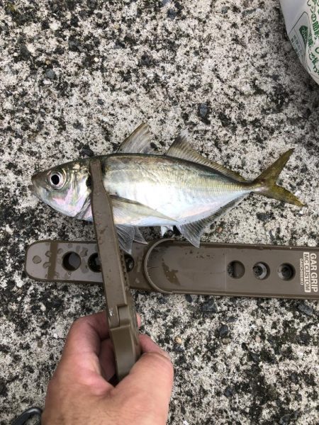 雨の日でもアジング