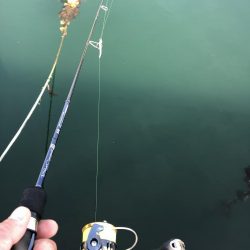 アジングは難しい