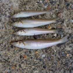 梅雨入り前のキス釣り ガッチョが多い