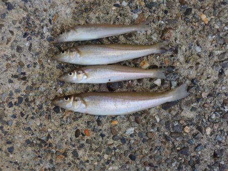 梅雨入り前のキス釣り ガッチョが多い