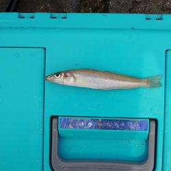 盛期のにキスは何処?