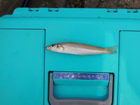 盛期のにキスは何処?