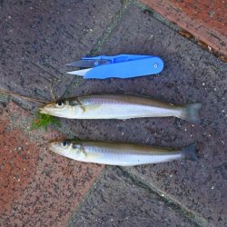 強風下のキス釣り