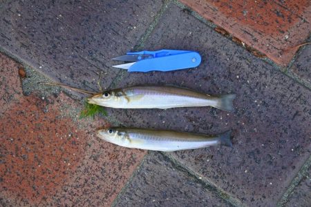 強風下のキス釣り