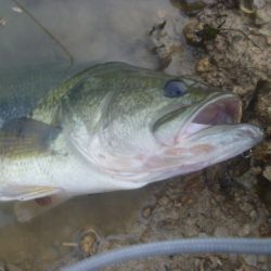 なまずとバス釣り