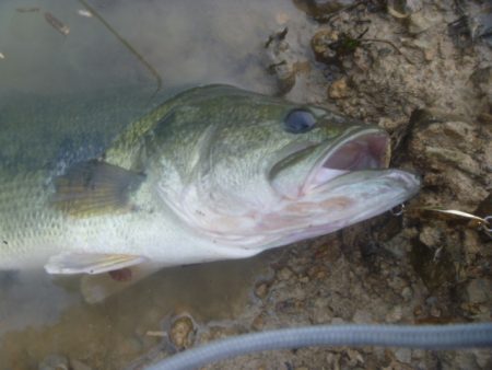 なまずとバス釣り