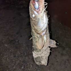 夜はやっぱり強い