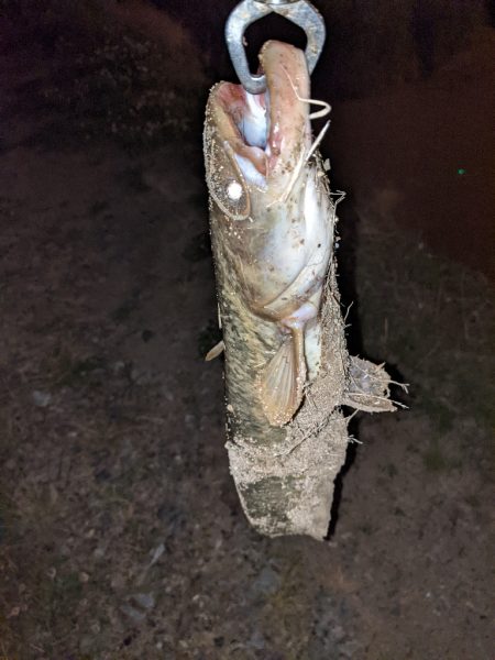 夜はやっぱり強い