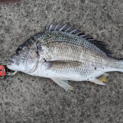 雨の降る前にチニング好調