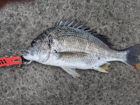 雨の降る前にチニング好調