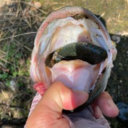 ブルフラットで50up