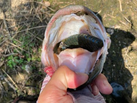 ブルフラットで50up