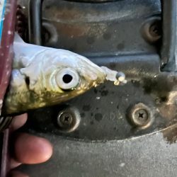 雨風でもアジング