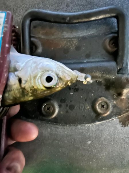 雨風でもアジング