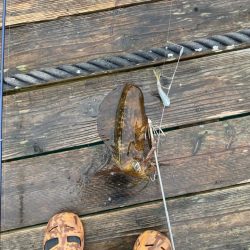 春アオリイカ狙って遠征