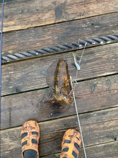 春アオリイカ狙って遠征