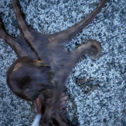 タコは気まぐれ 6