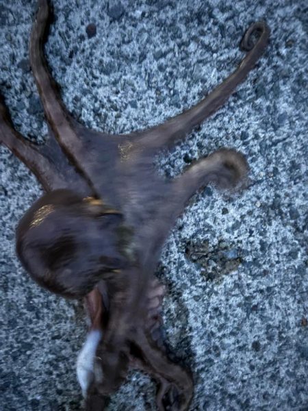 タコは気まぐれ 6