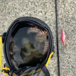 タコ釣り