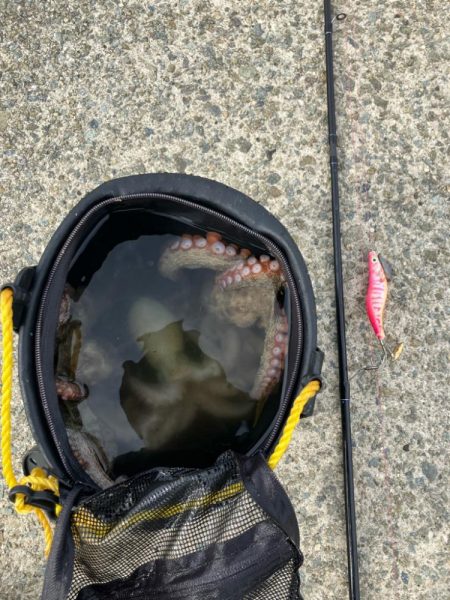 タコ釣り