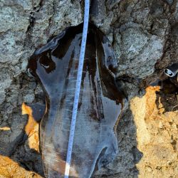 ちょこっとエギング