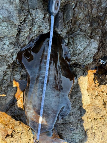 ちょこっとエギング