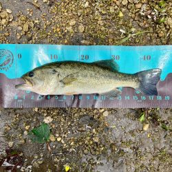 久しぶりのホームレイク