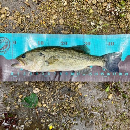 久しぶりのホームレイク