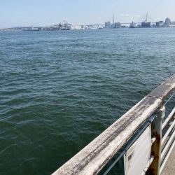 朝寝坊してしまい。慌てて湾奥蛸散歩。。