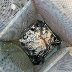 急に暴風　タコ渋い