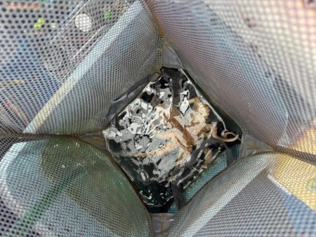 急に暴風　タコ渋い