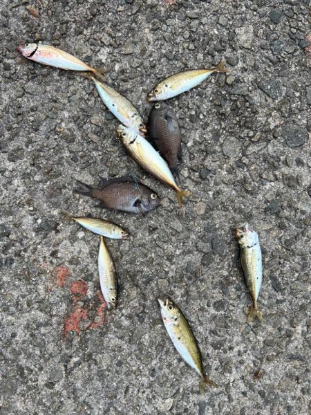 サビキと大サバ調査