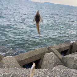 シロギスタのデジャヴ