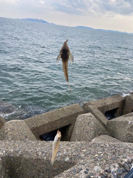 シロギスタのデジャヴ