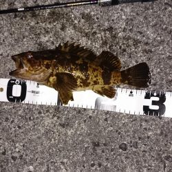 ライトロックフィッシュゲーム