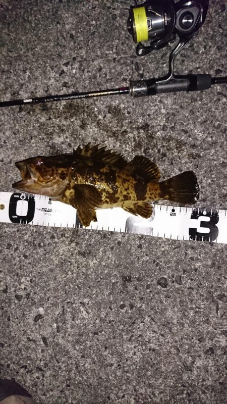 ライトロックフィッシュゲーム