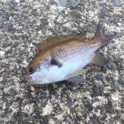 日本海アオリイカ釣行