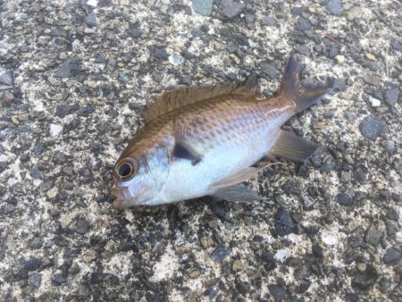 日本海アオリイカ釣行