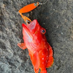 オオモンハタは中層で！