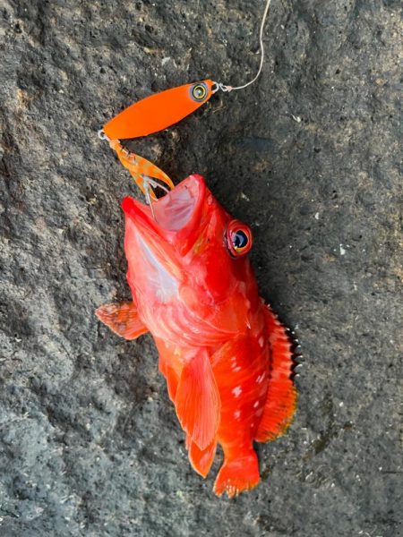 オオモンハタは中層で！