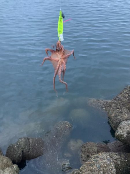 ⭐︎モーニングタコ