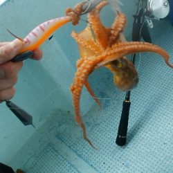 船タコぼちぼち