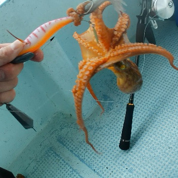 船タコぼちぼち