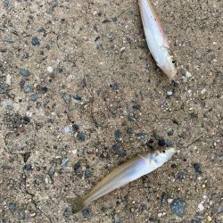 まだまだ小さいです