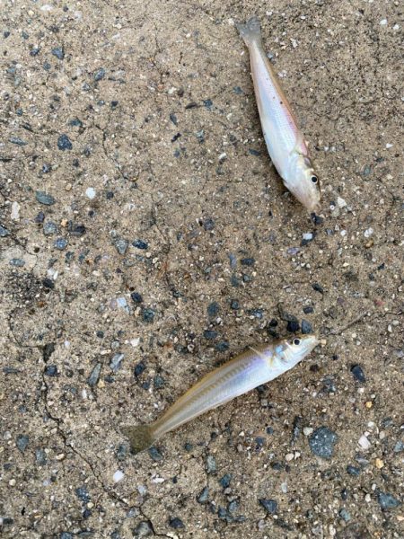 まだまだ小さいです