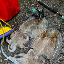 親アオリイカ狙いのはずがモンゴウイカに愛さ…